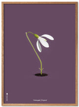 Brainchild – Poster – Klassisk – Lila – Snödroppar
