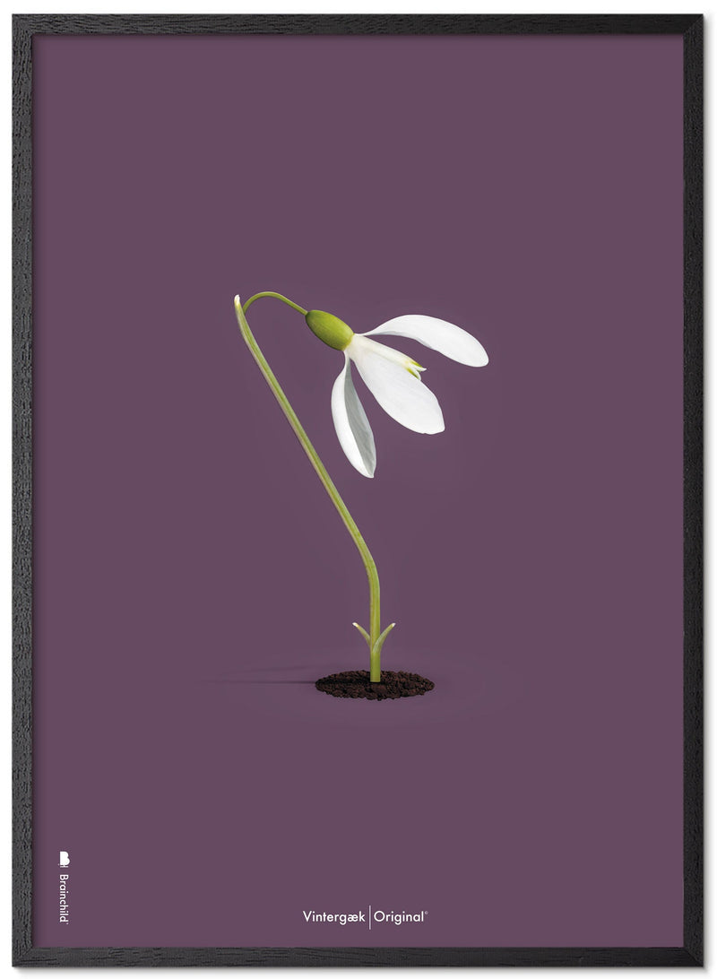 Brainchild – Poster – Klassisk – Lila – Snödroppar